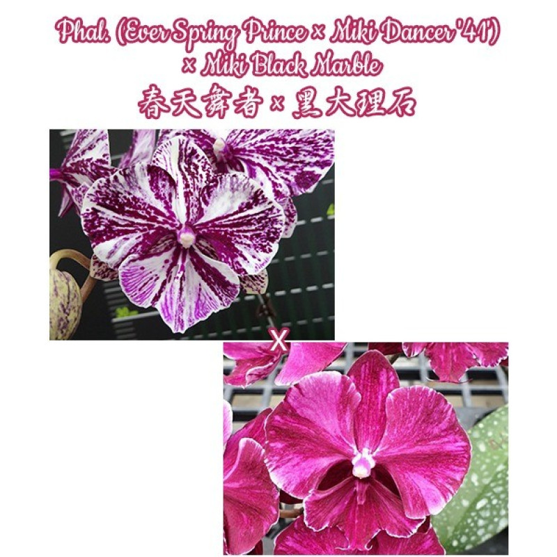 Орхидея Phal. (Ever Spring Prince × Miki Dancer 41) × Miki Black